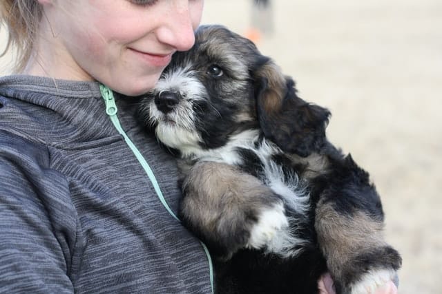 owner loves her non-pedigree pooch