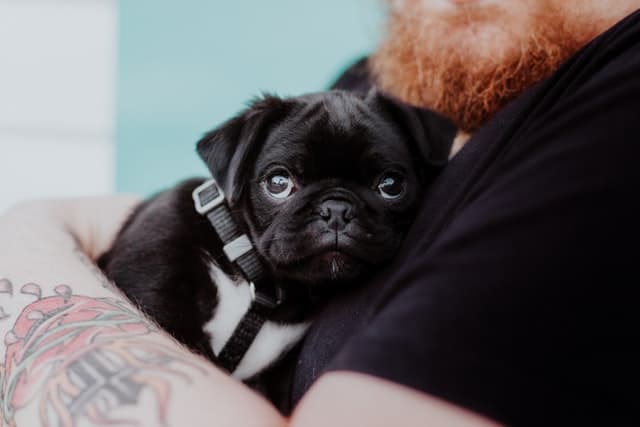 owner holds his pedigree pug puppy 