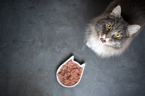 high angle view of cat sitting with bowl of wet cat food