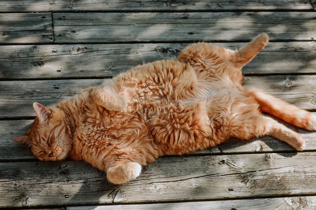 A chubby cat basks in the sun.