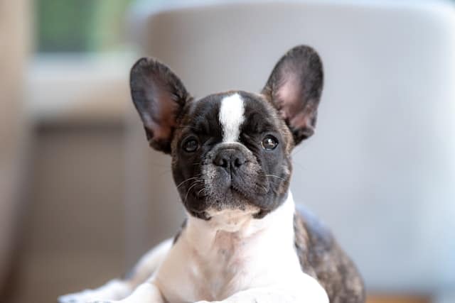 black and white french bulldog close up