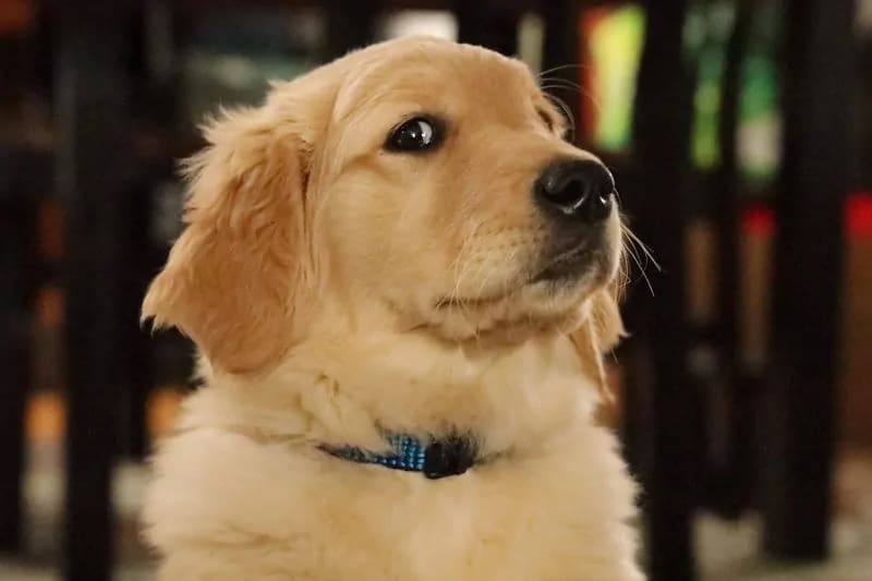 A golden retriever closeup
