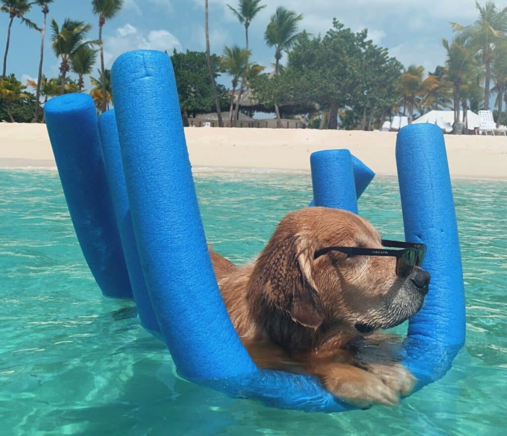dog celebrates a happy National Pet Day on the beach
