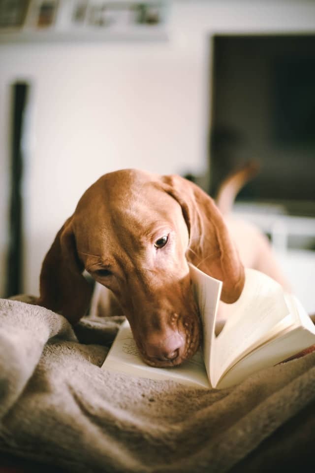 Dachshund reading book pages