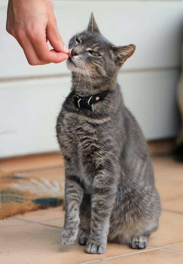 grey cat being fed cat treats