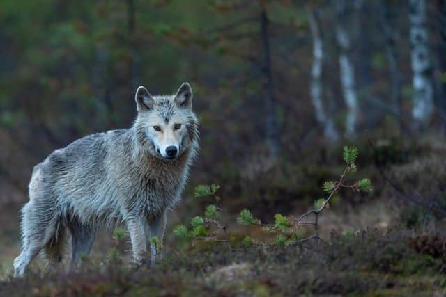 wolf in forest - dogs were domesticated from wolves in Siberia
