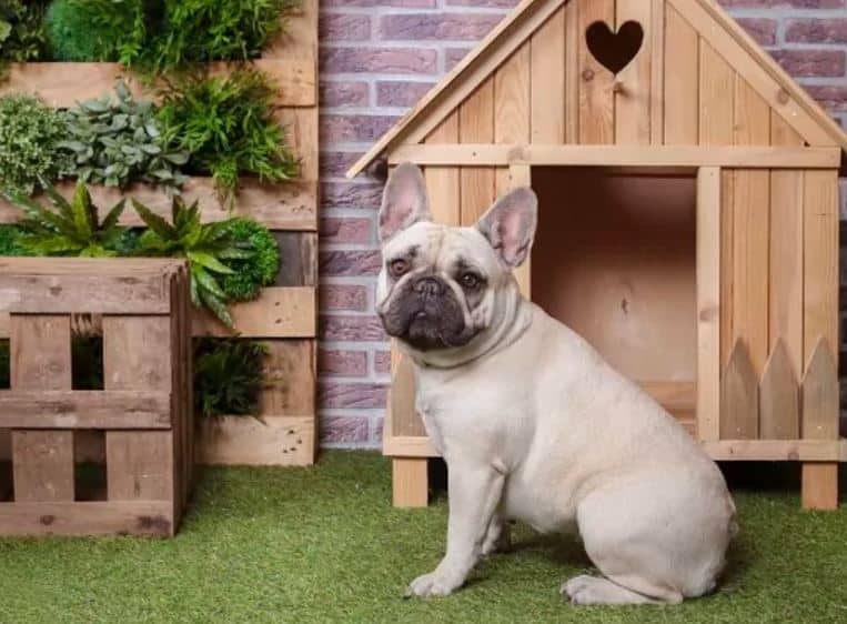 dog enjoys his wooden home built kennel