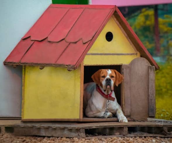 this dog's owner learnt how to build a dog kennel from wood