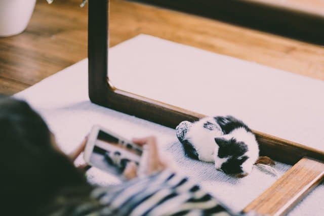 woman taking photos of pet cat. Photos can help you grieve the loss of a pet by creating memories