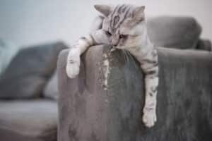how to stop your kitten scratching furniture feature image is a grey cat on torn couch