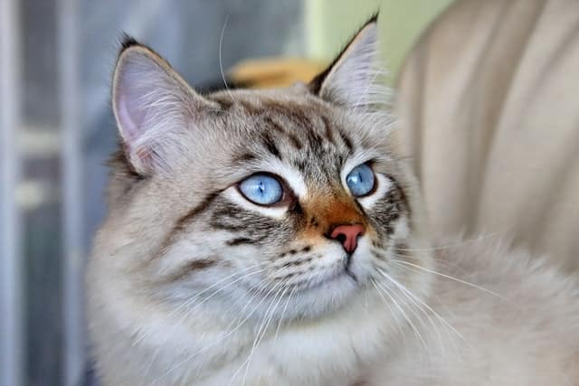 Siberian cats are top of the hypoallergenic cats list