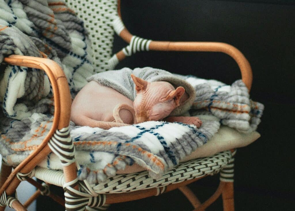 Sphynx don't shed and can be bathed