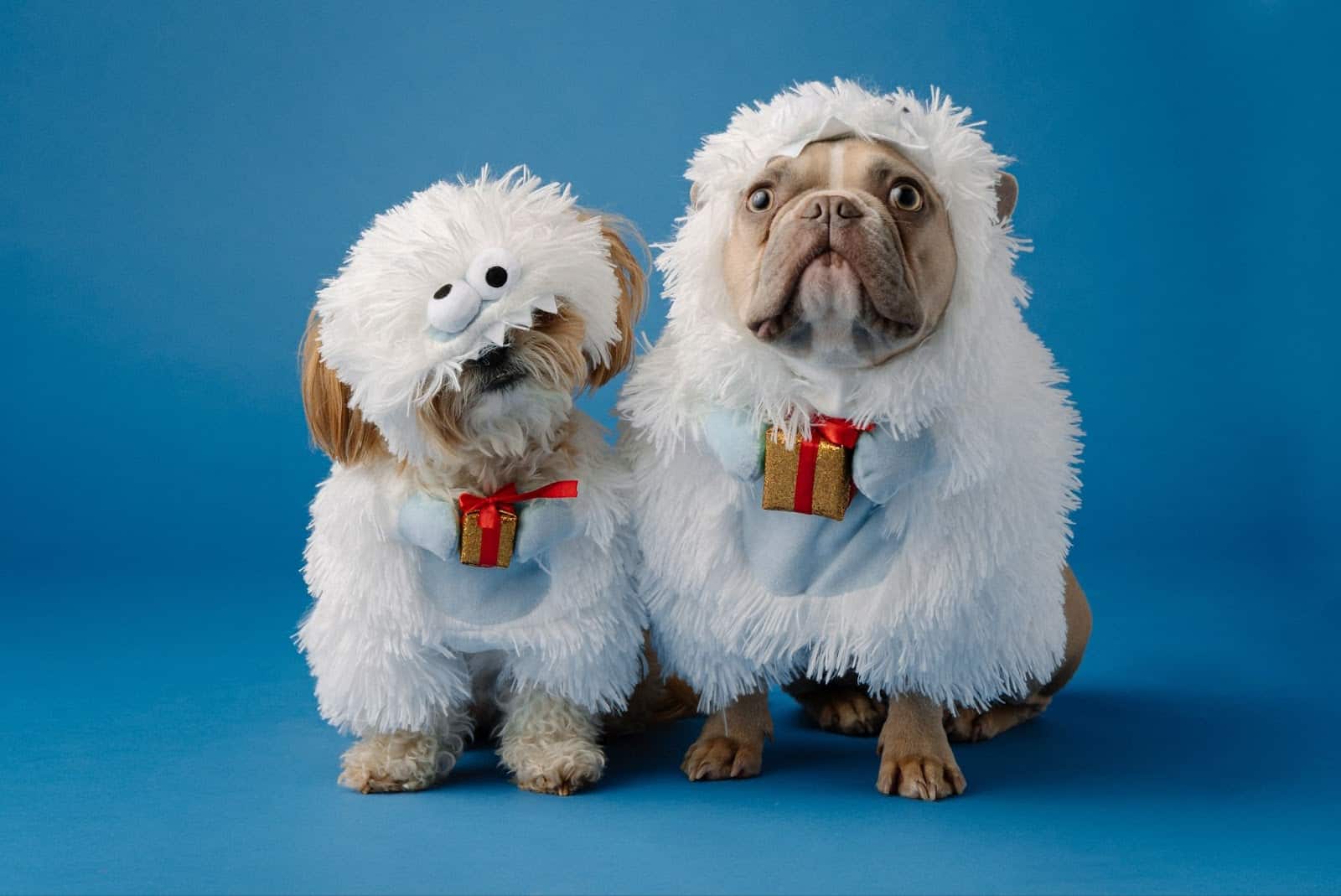 spoil your dog