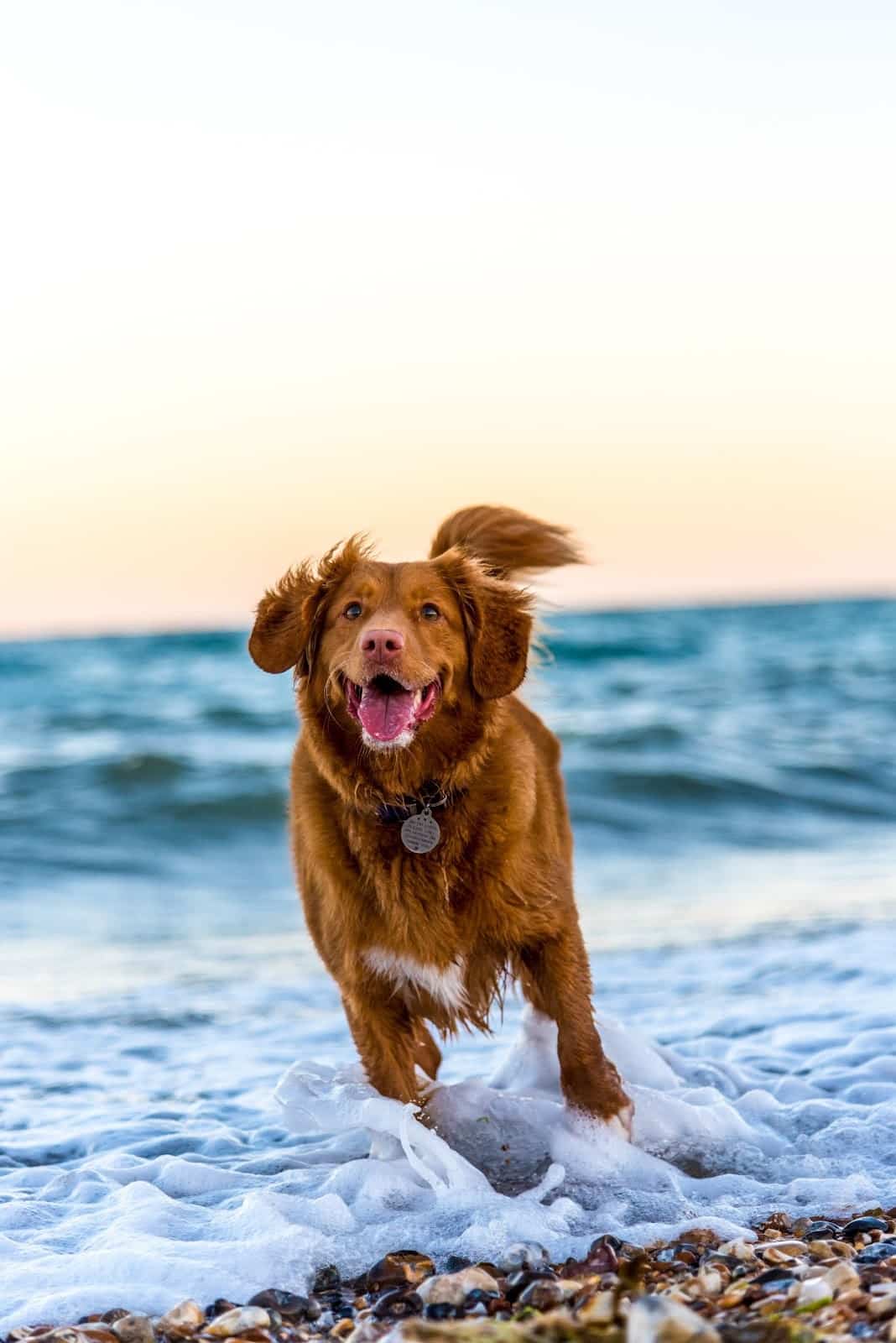 spoil your dog