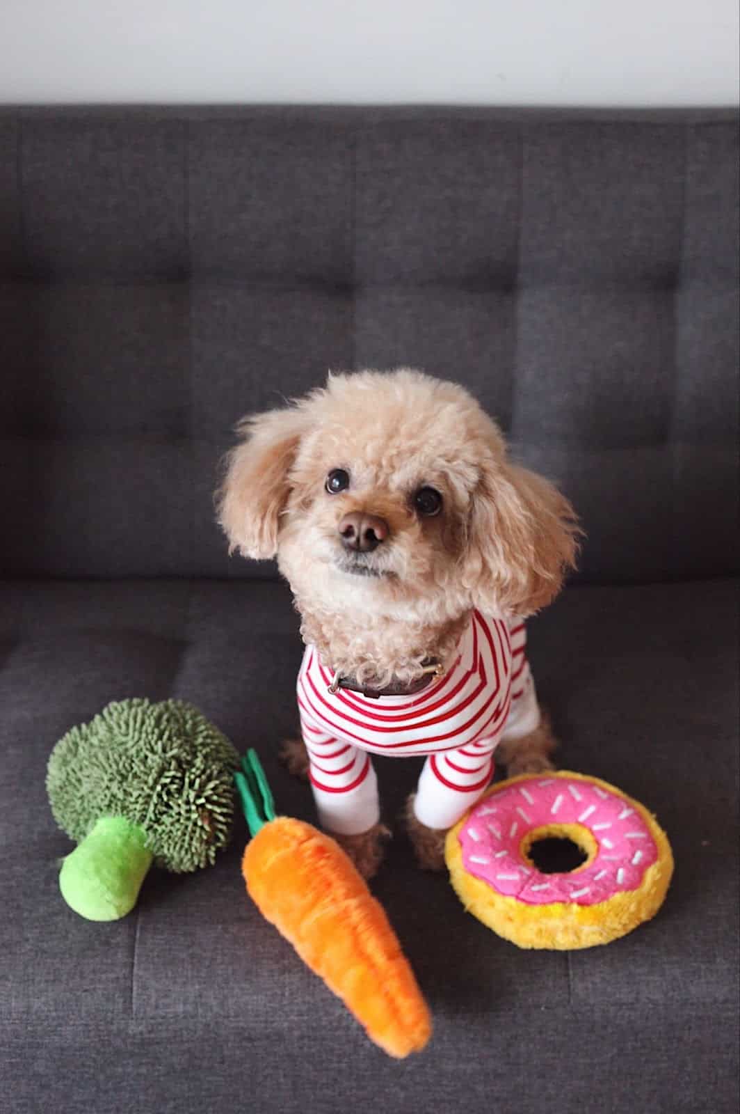 spoil your dog