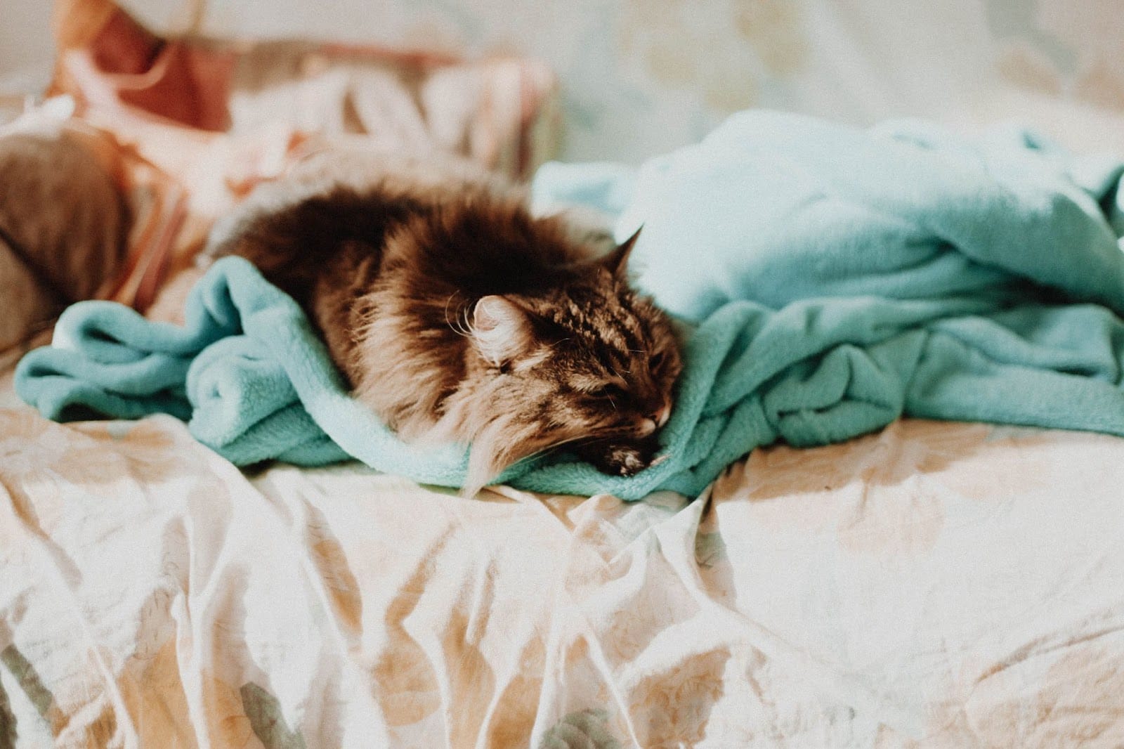 FIV