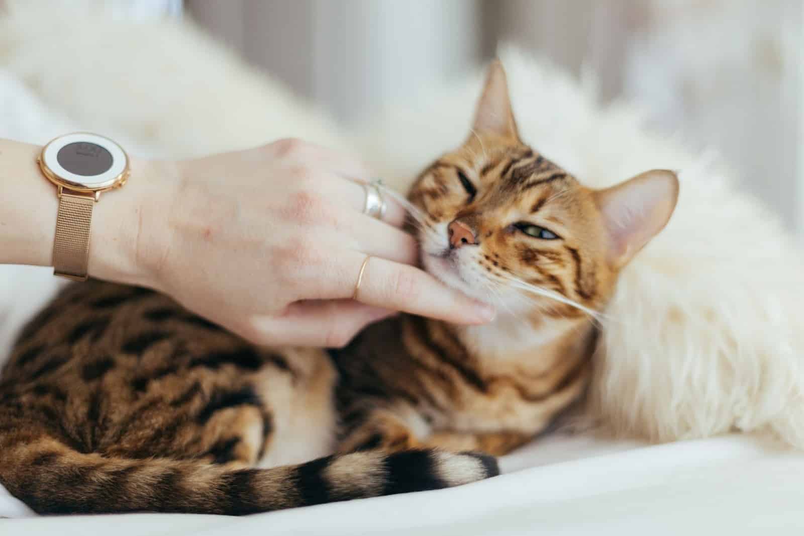 FIV