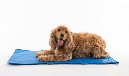 Best dog cooling mat to help your dog regulate his temperature on