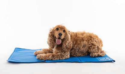 The Best Info on Pet Cooling Mats to Chill Out Your Pet - PD Insurance NZ