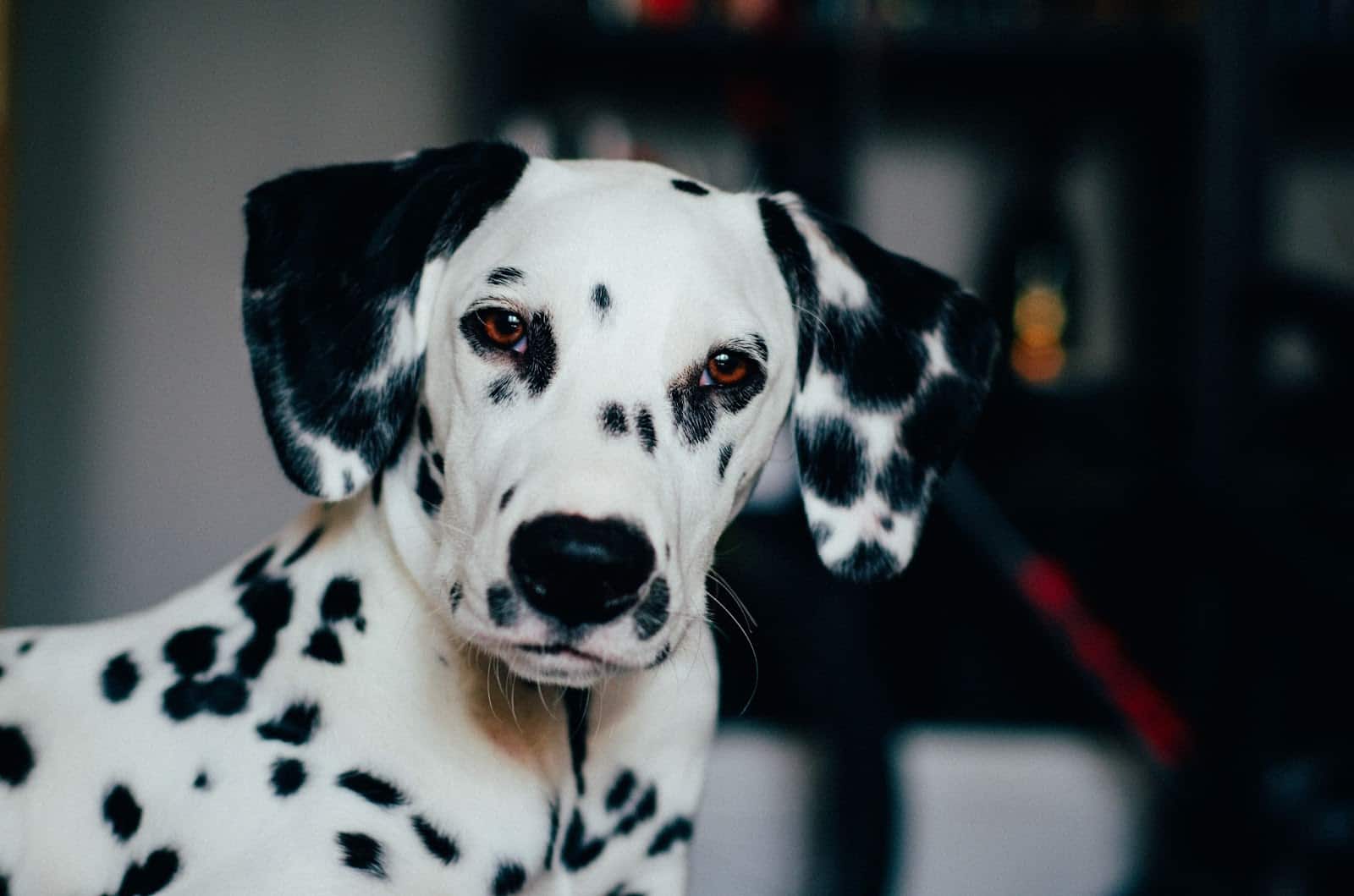 Are mixed breed dogs healthier? 