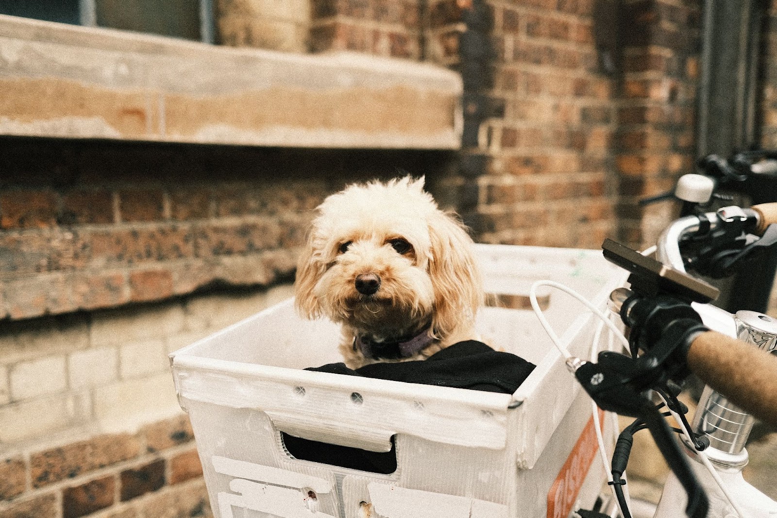cavoodle