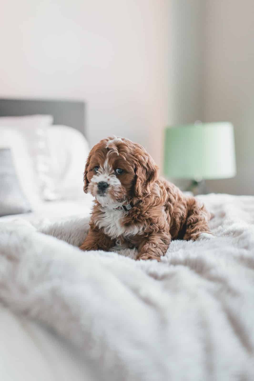 cavoodle