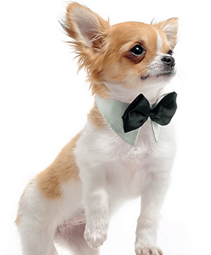 easter costumes for dogs