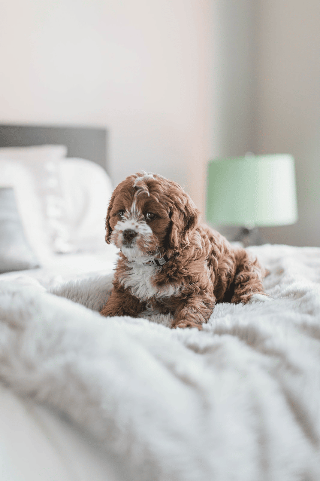 Cutest Dog In The World