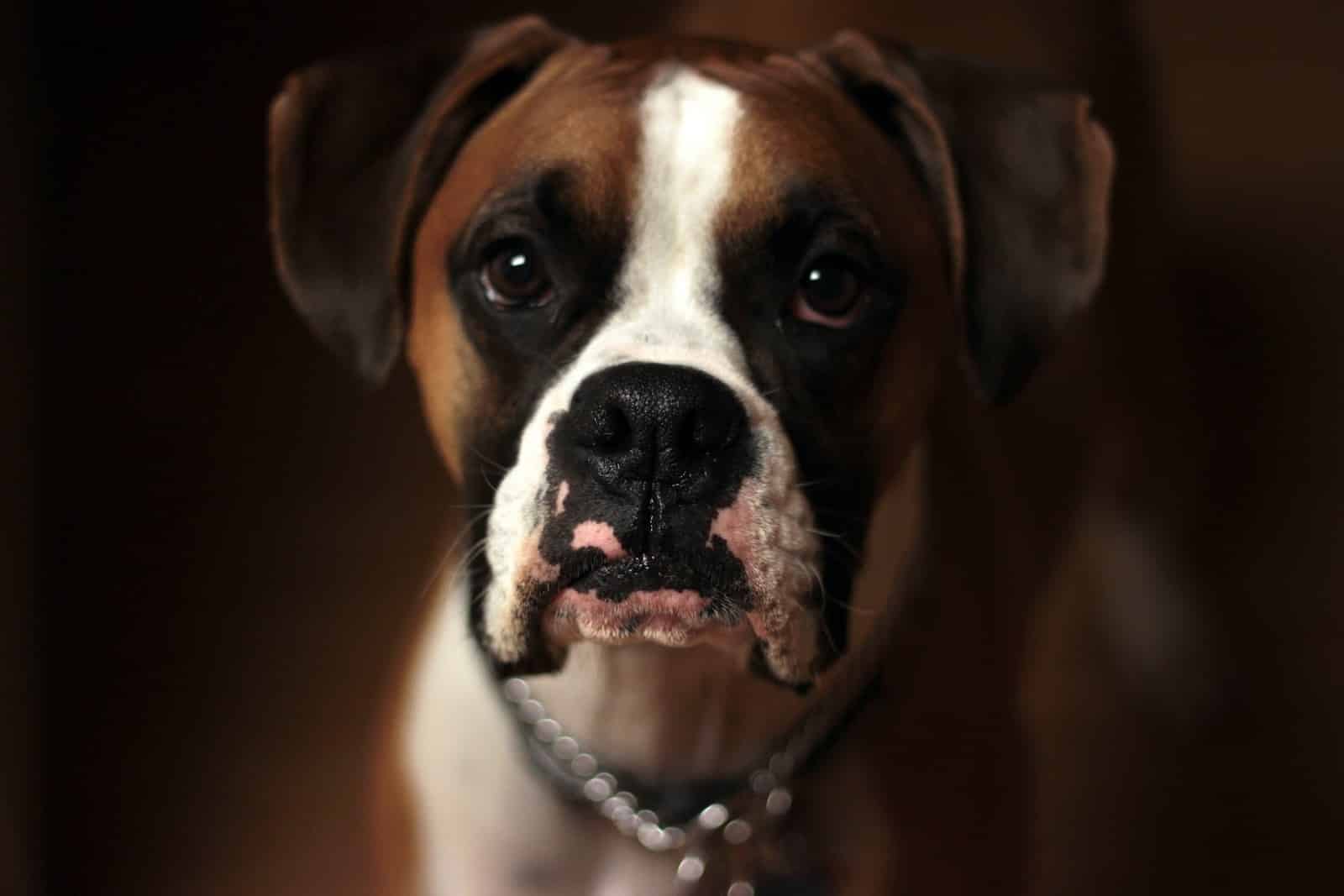 boxer dog with down syndrome