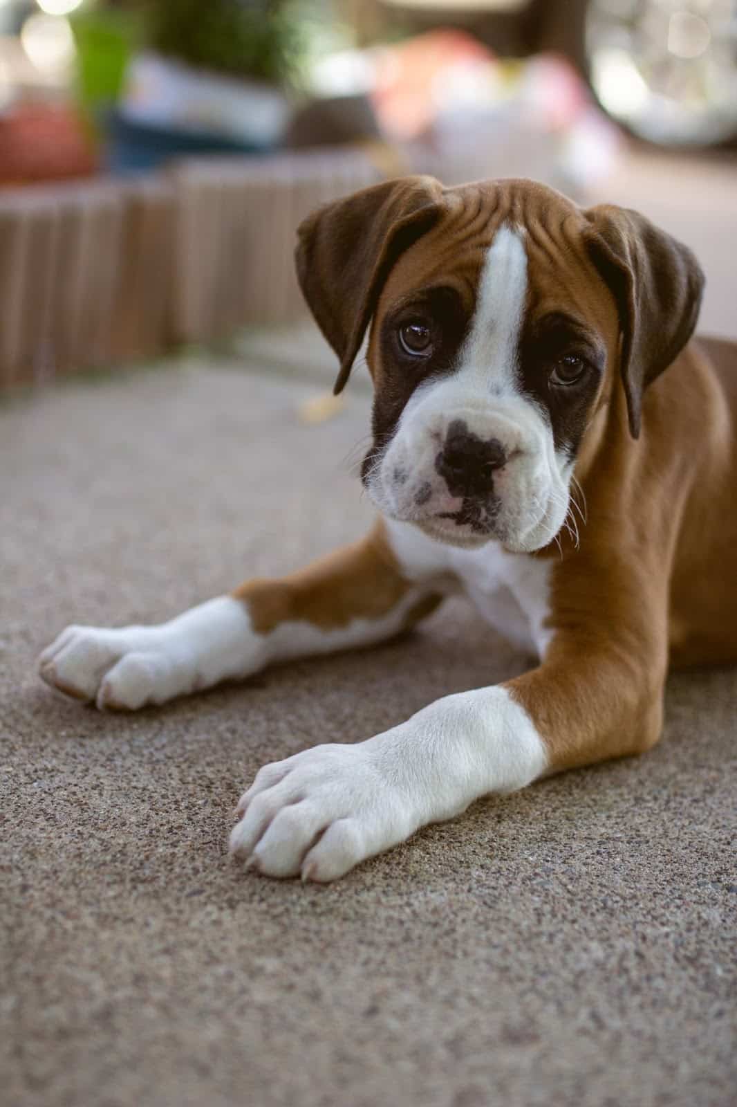 boxer dog with down syndrome