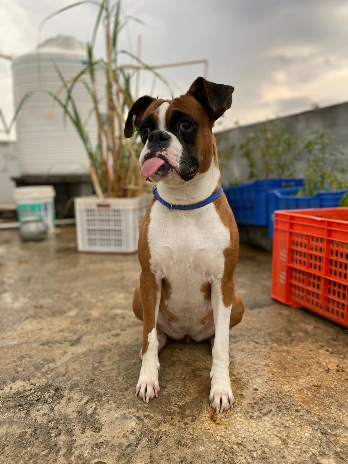 Boxer with sales down syndrome