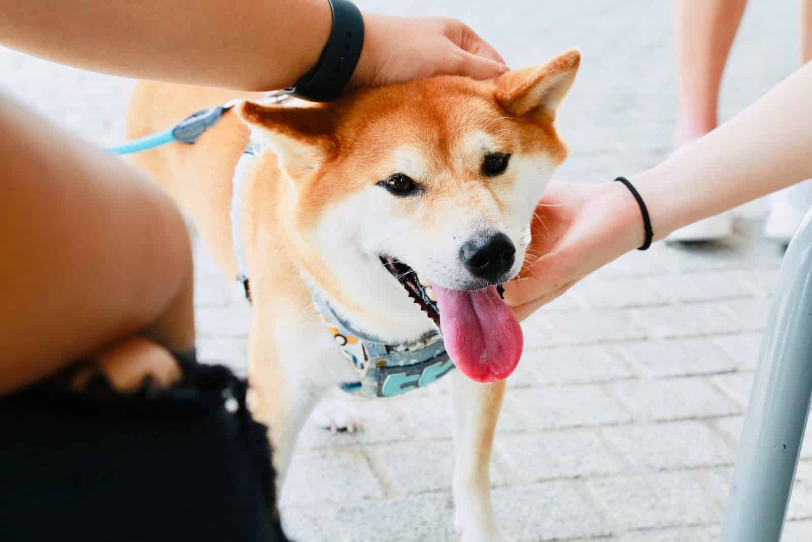 petting someone's dog
