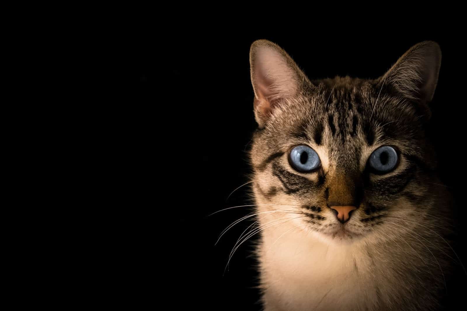 colours cats can see