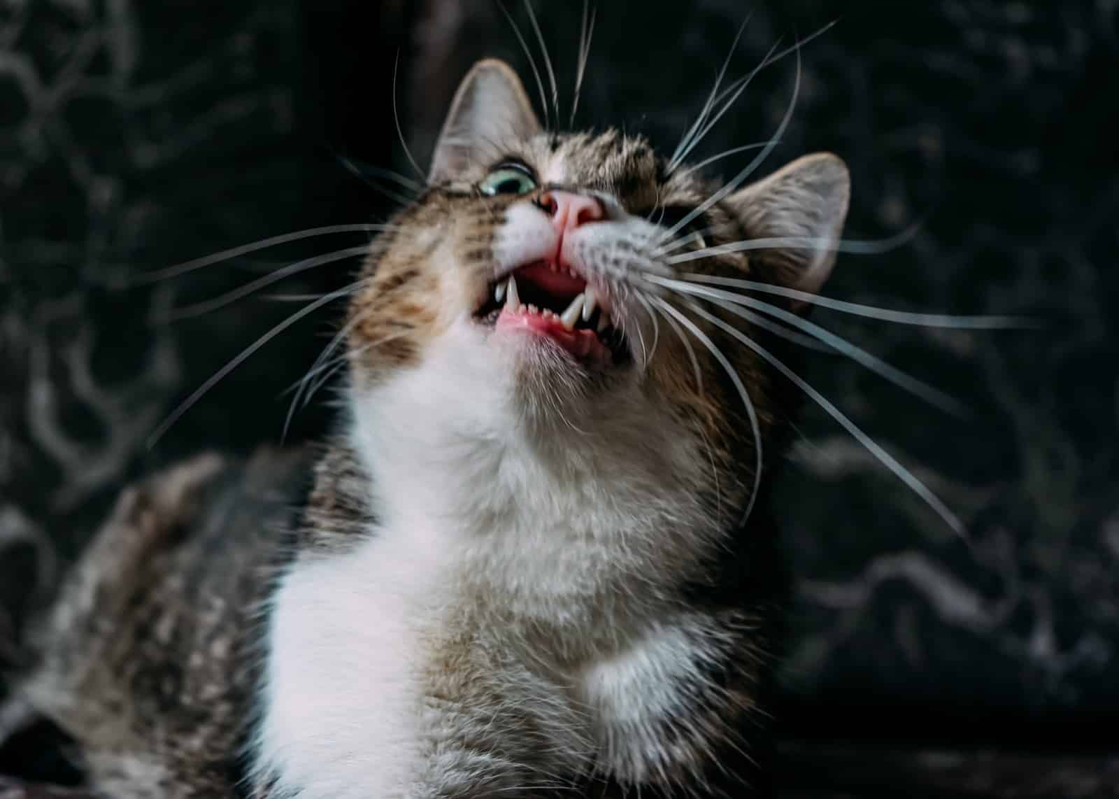 pet dental insurance