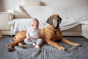 big dog with new baby sitting on blanket