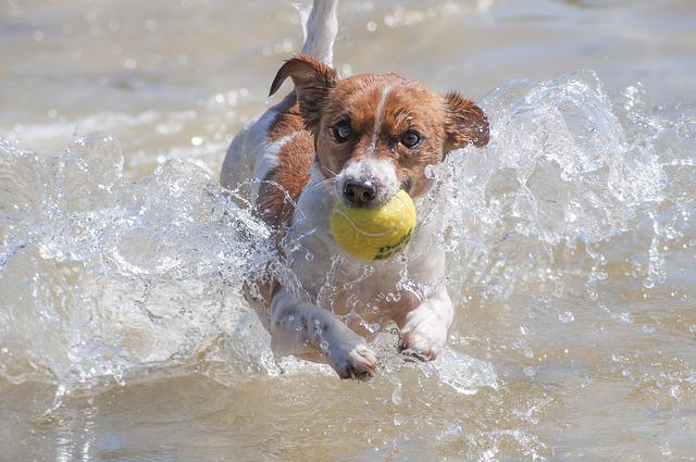 jack russell playing in beach water with yellow tennis ball in mouth
