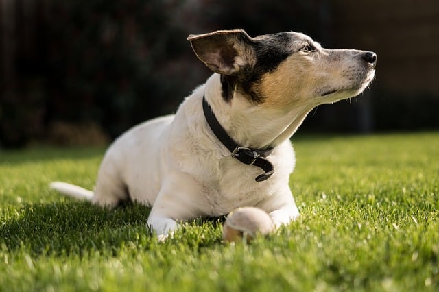 old jack russell dog lying on grass enjoying the sunshine