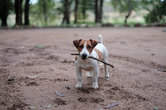 brown and white jack russell terrier dog on sand with big stick in his mouth looking at camera