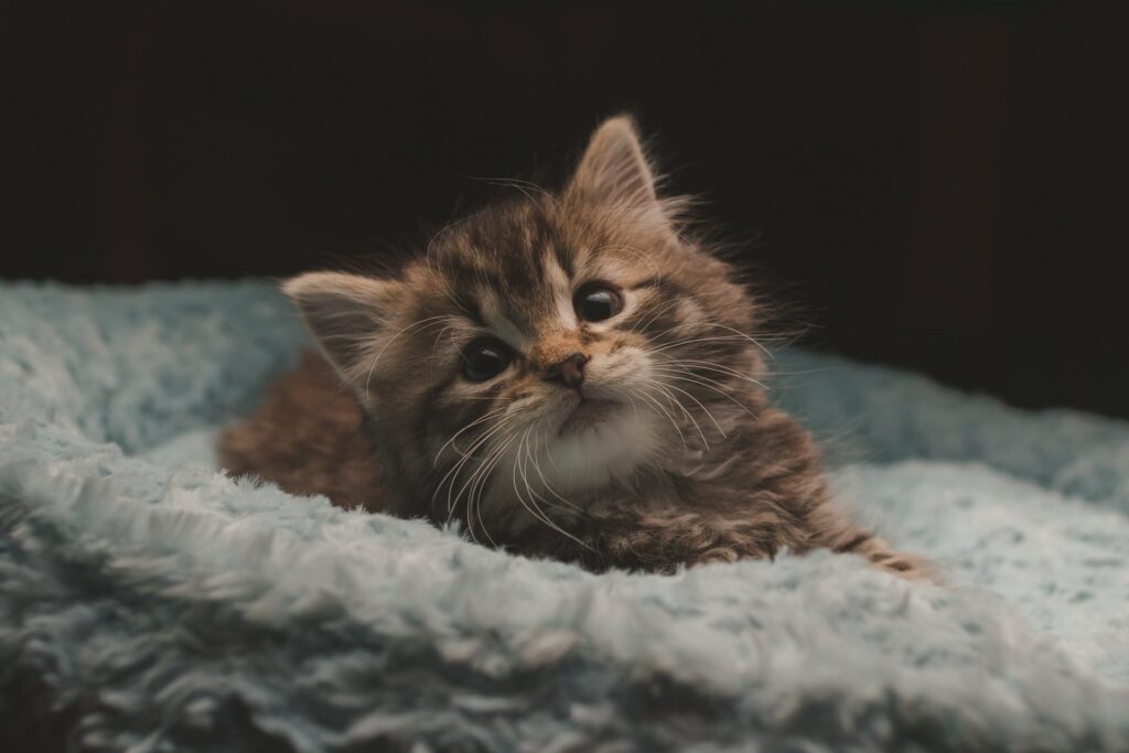 Cute kitty in bed.