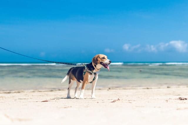 beagle on beach kindest dog breeds feature image