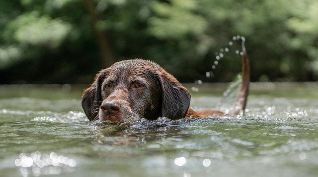 part of labrador personality is the way they love to swim like this brown lab 