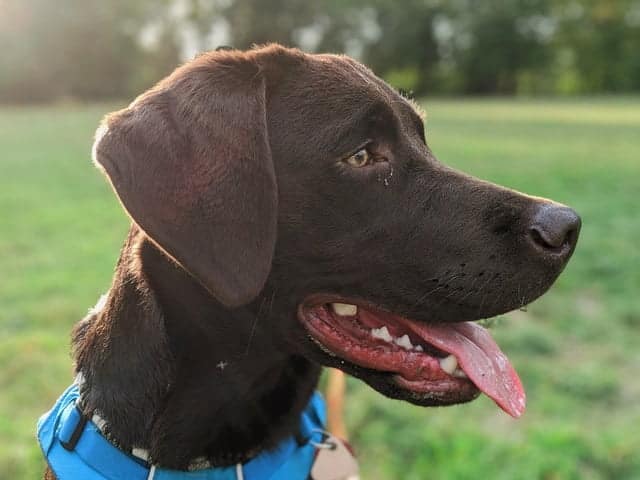 beautiful chocolate labrador with a fun personality