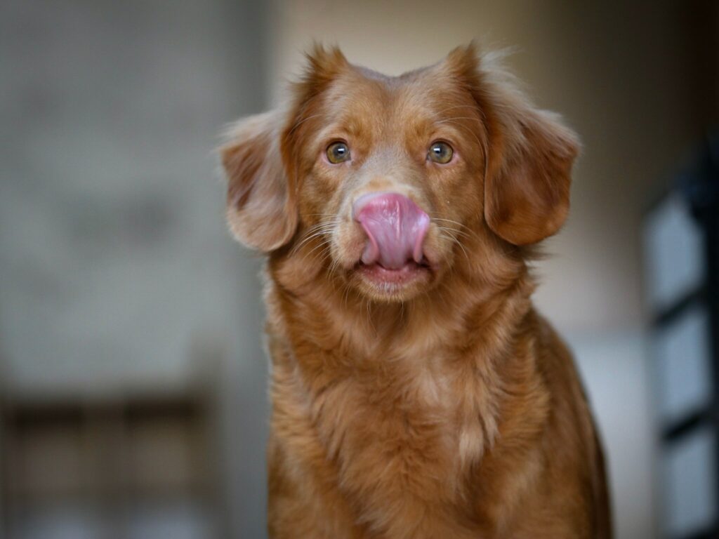 dog licking