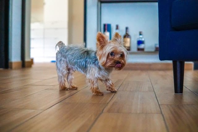 luxating patella causes this dog to walk differently