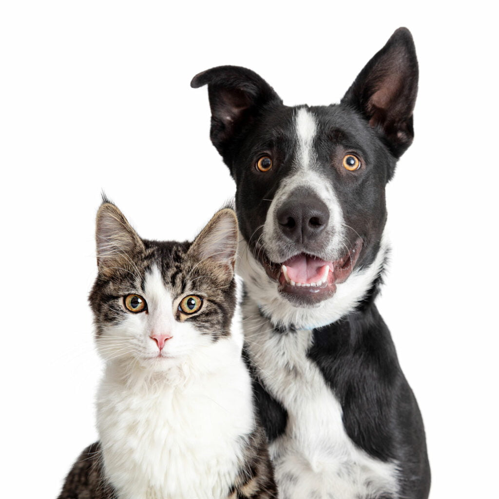 PD Insurance has cat and dog insurance