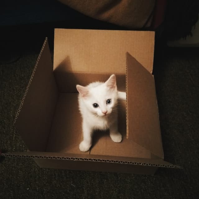 small white cat in brown box