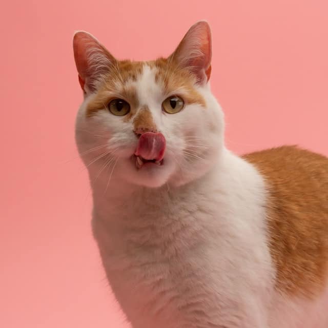 ginger and white cat on pink background
