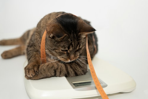 fat cat lying on scales for national pet obesity day