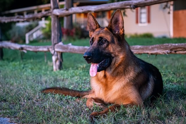 german shepherd dog lying in front of wooden field fencing