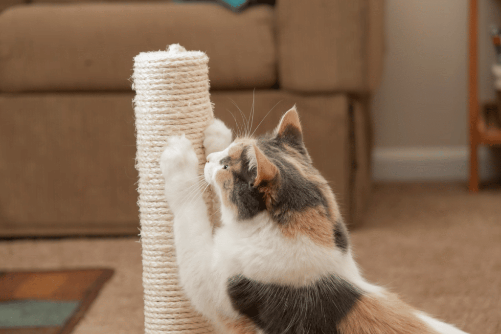 renting with pets like cats can mean scratches everywhere